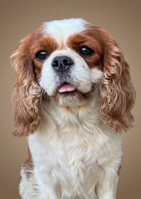 Étalon Cavalier King Charles Spaniel - Ti'punch coco Du Royaume De Victoria