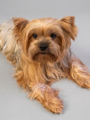 Étalon Yorkshire Terrier - Une dame de coeur Du puits des sortileges