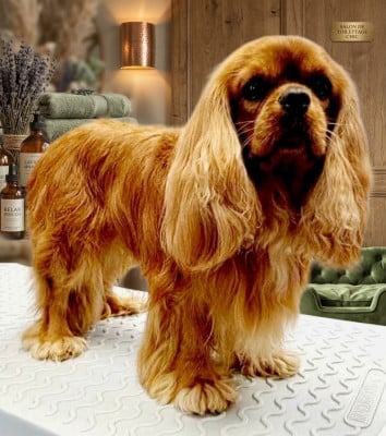 Étalon Cavalier King Charles Spaniel - CH. Teddy rosso du clos de l 'arpege