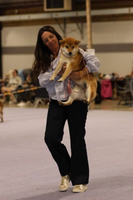 Étalon Shiba - Akane kaze to kirameki Kitsune No Tani Kensha