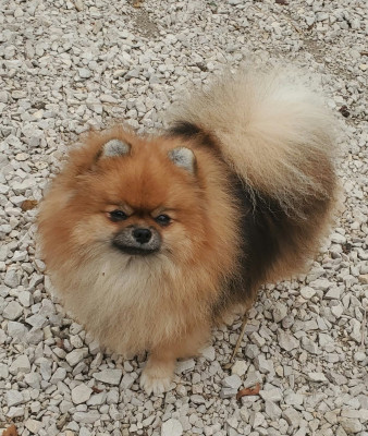 Étalon Spitz allemand - Aloah De Sweety Fox