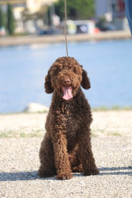 Étalon Lagotto Romagnolo - Astro Des Collines De Miouvin