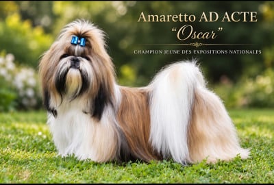 Étalon Shih Tzu - CH. J « oscar » Amaretto  ad acte