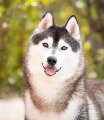 Étalon Siberian Husky - Ully Of City Dream's