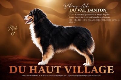 Étalon Berger Australien - Viking ask Du Val Danton