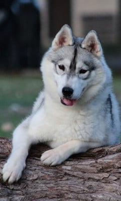 Étalon Siberian Husky - Attractive naomi Of Umok's Dreams