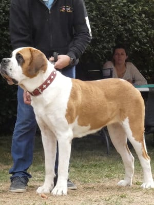Étalon Chien du Saint-Bernard - Ange du mas de Jalnot