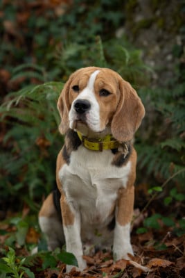 Étalon Beagle - Anis Des Veneurs Du Mazaureix