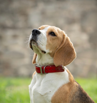 Étalon Beagle - Automne Des Veneurs Du Mazaureix