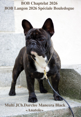 Étalon Bouledogue français - CH. darclee Mancera black anatole