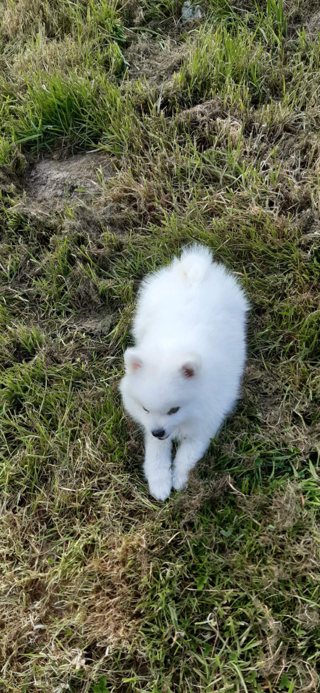 Les Spitz japonais de l'affixe   Manuella Le Jean