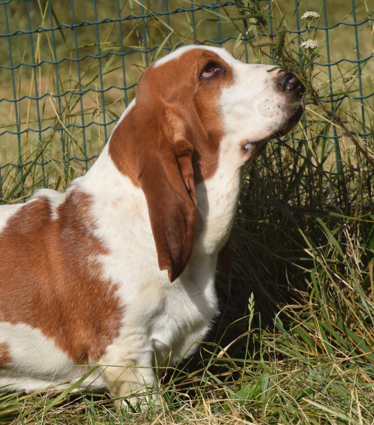 Les Basset Hound de l'affixe   du haut Selvage