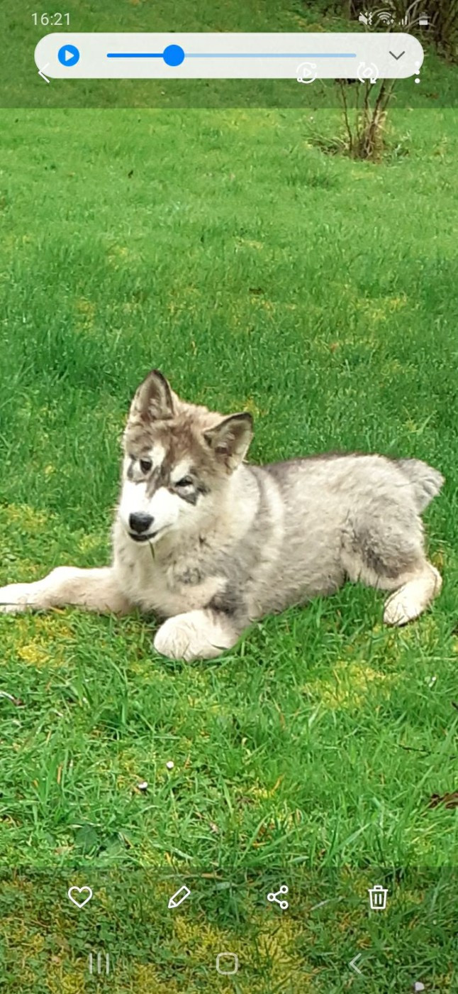 Les Alaskan Malamute de l'affixe   Manuella Le Jean