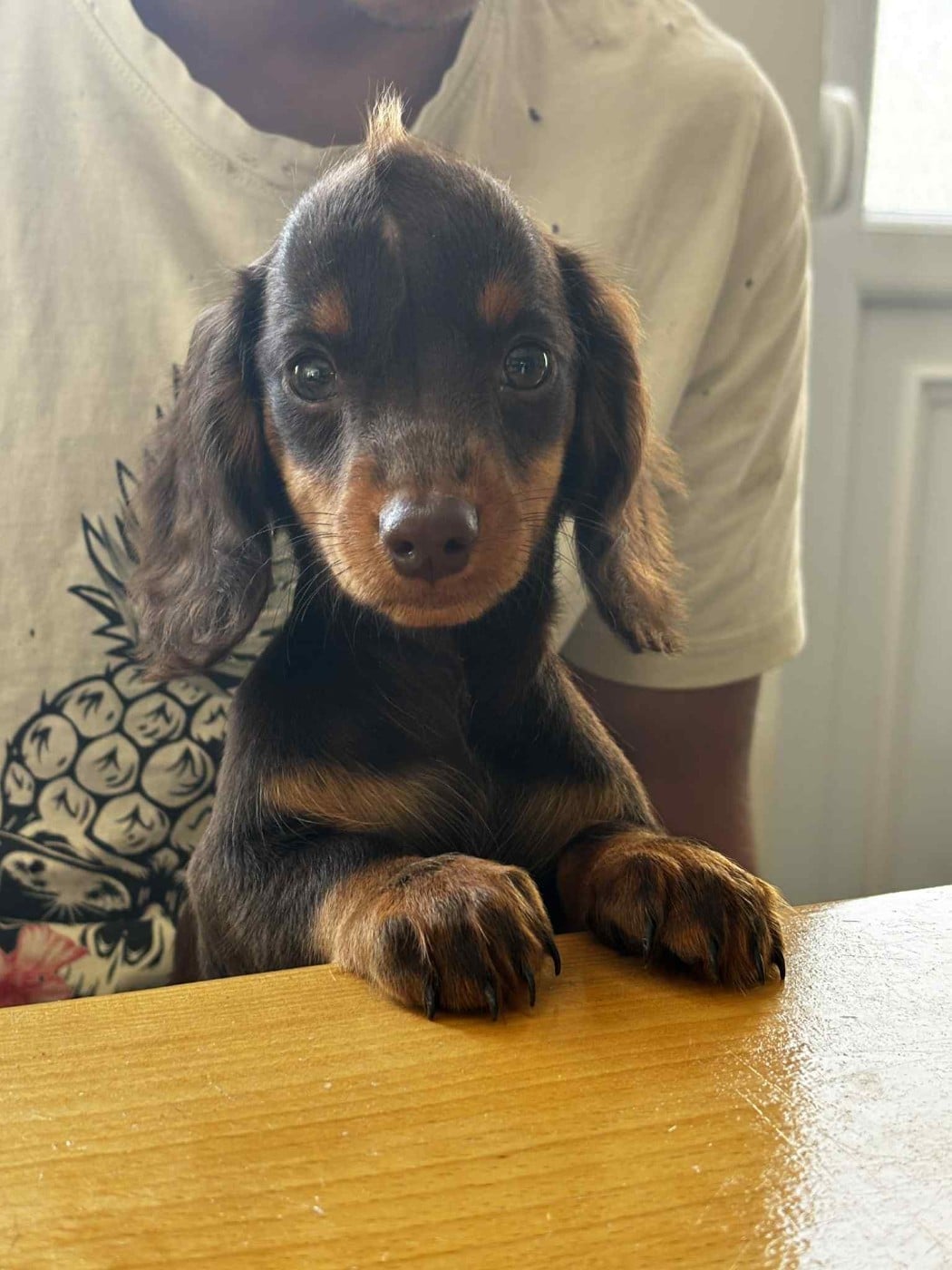 Les Teckel poil long de l'affixe   du Domaine de la Ternoise