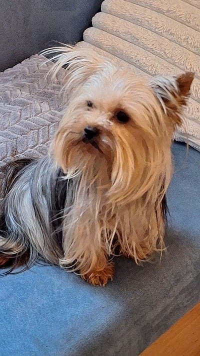 Les Yorkshire Terrier de l'affixe   Du Hameau De Selcra