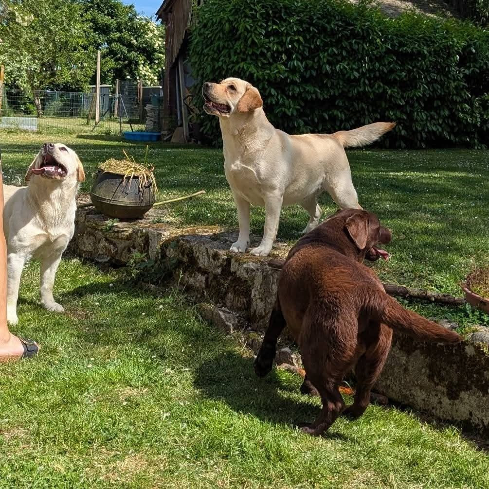 Les Labrador Retriever de l'affixe   du domaine des egeasseaux
