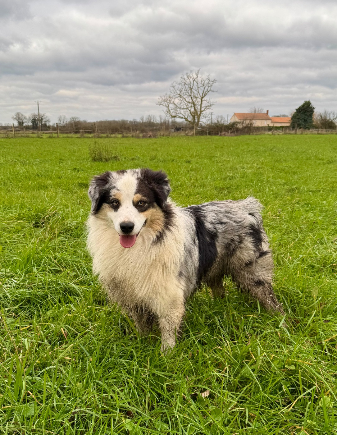 Les Berger Australien de l'affixe   Red Rock River