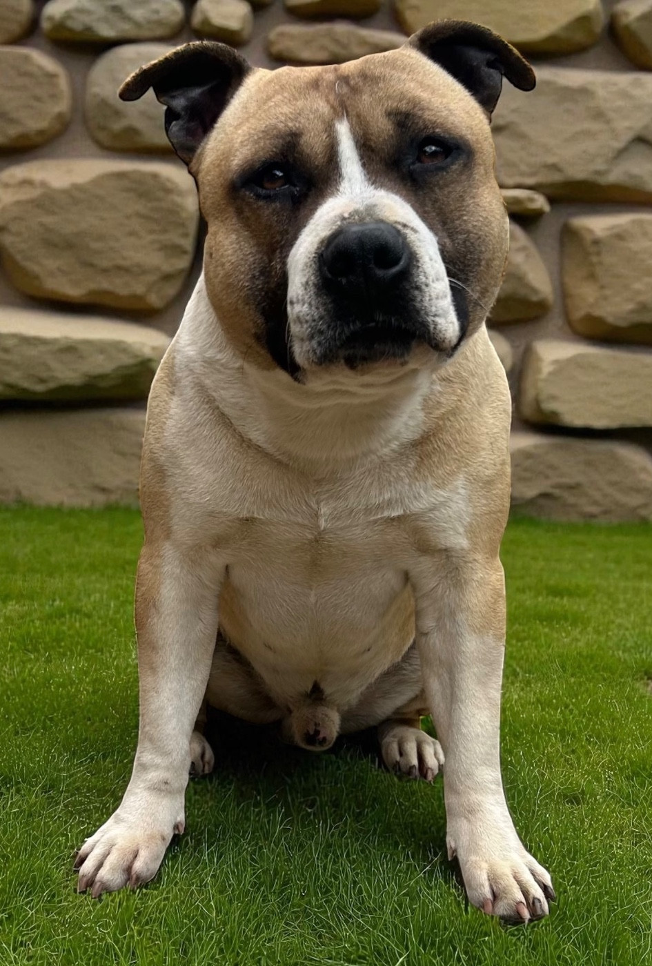 Les American Staffordshire Terrier de l'affixe   Des Sentinelles De Reveden