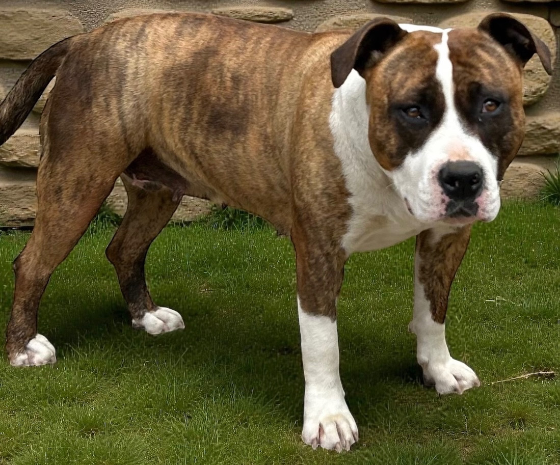 Les American Staffordshire Terrier de l'affixe   Des Sentinelles De Reveden