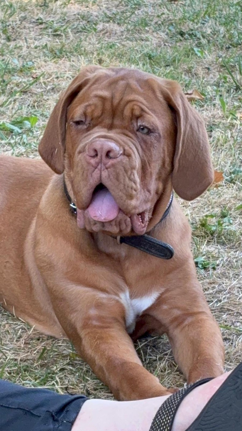 Les Dogue de Bordeaux de l'affixe   Des compagnons de la belle Etoile