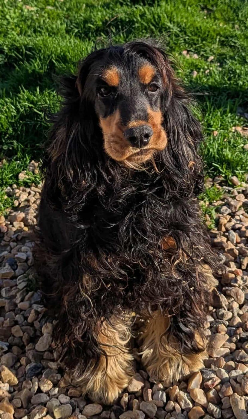 Les Cocker Spaniel Anglais de l'affixe   Du Domaine Charlésien