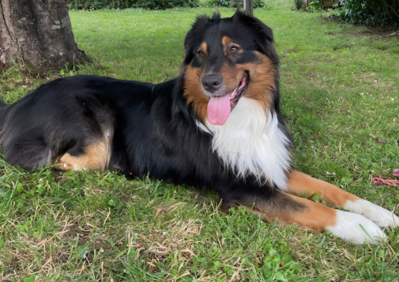 Les Berger Australien de l'affixe   De La Forêt D'Orla