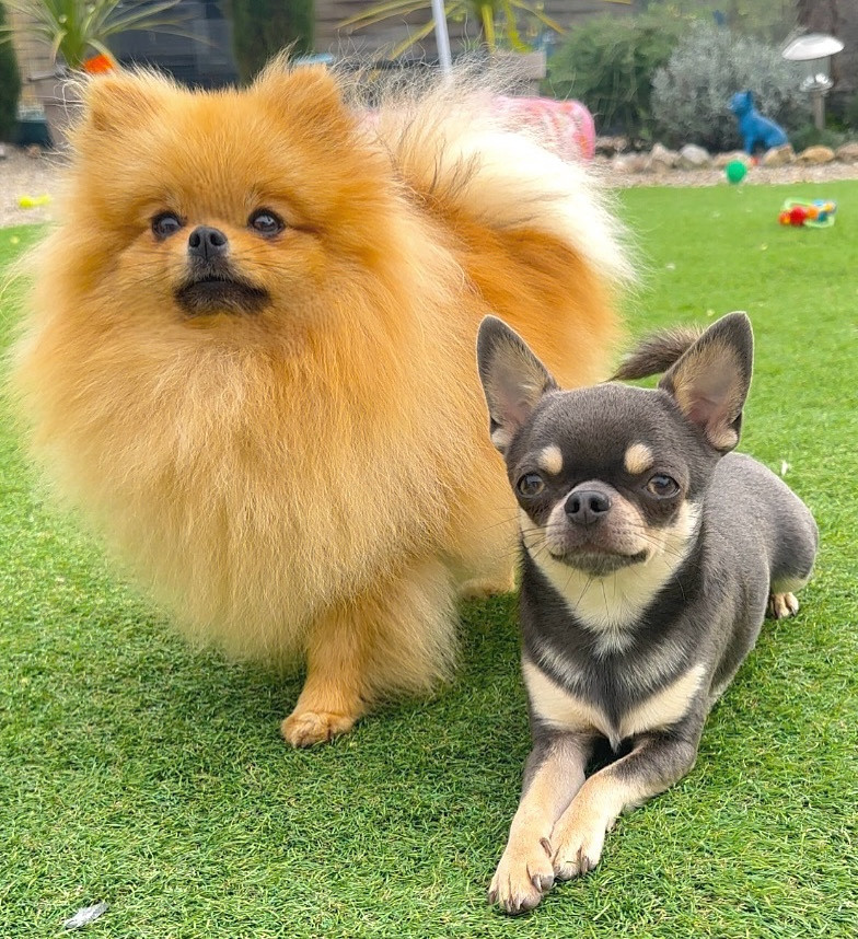 Les Spitz allemand de l'affixe   Des Perles Du Soleil