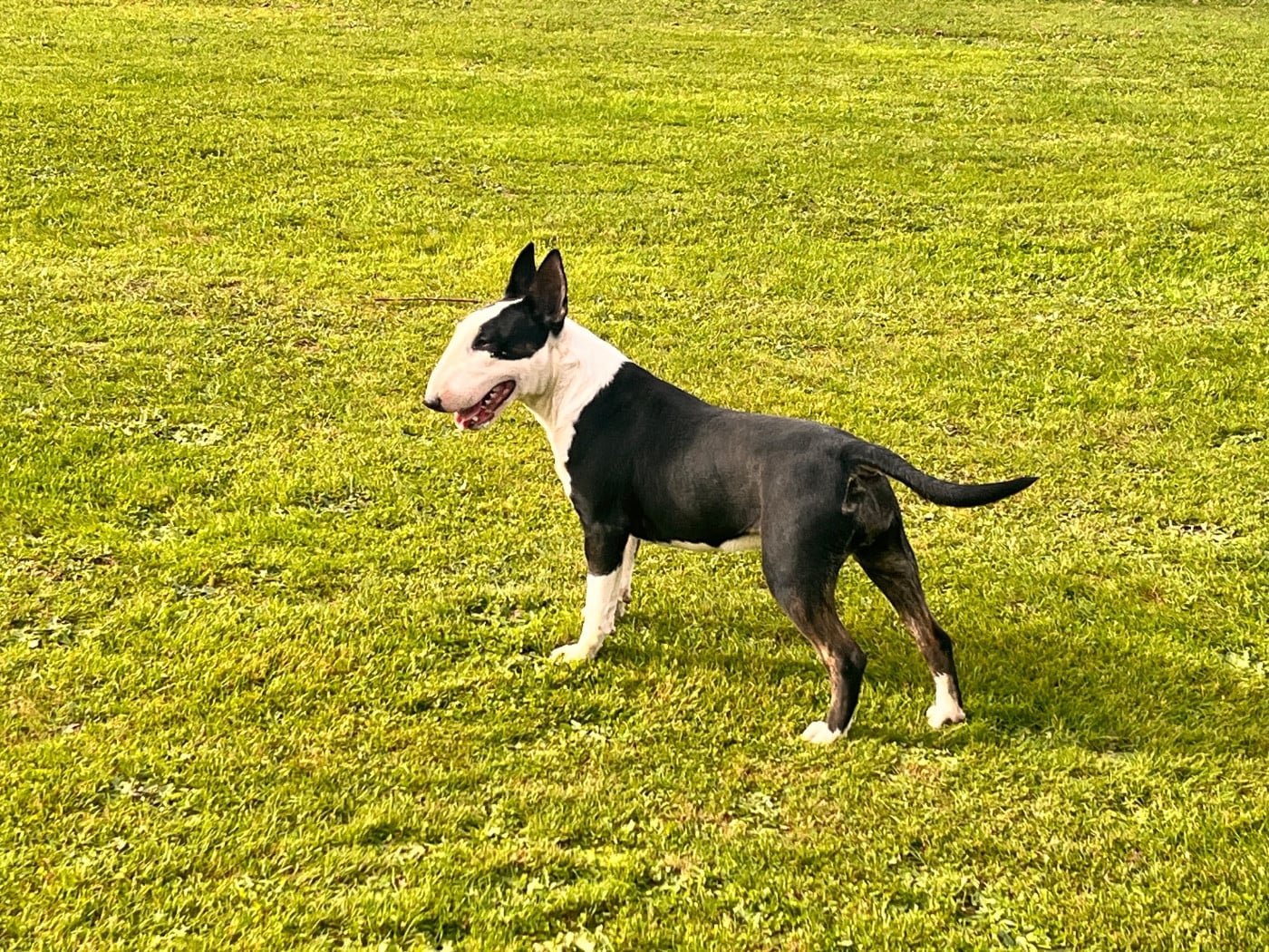 Les Bull Terrier de l'affixe   de La Tribu De Martangy