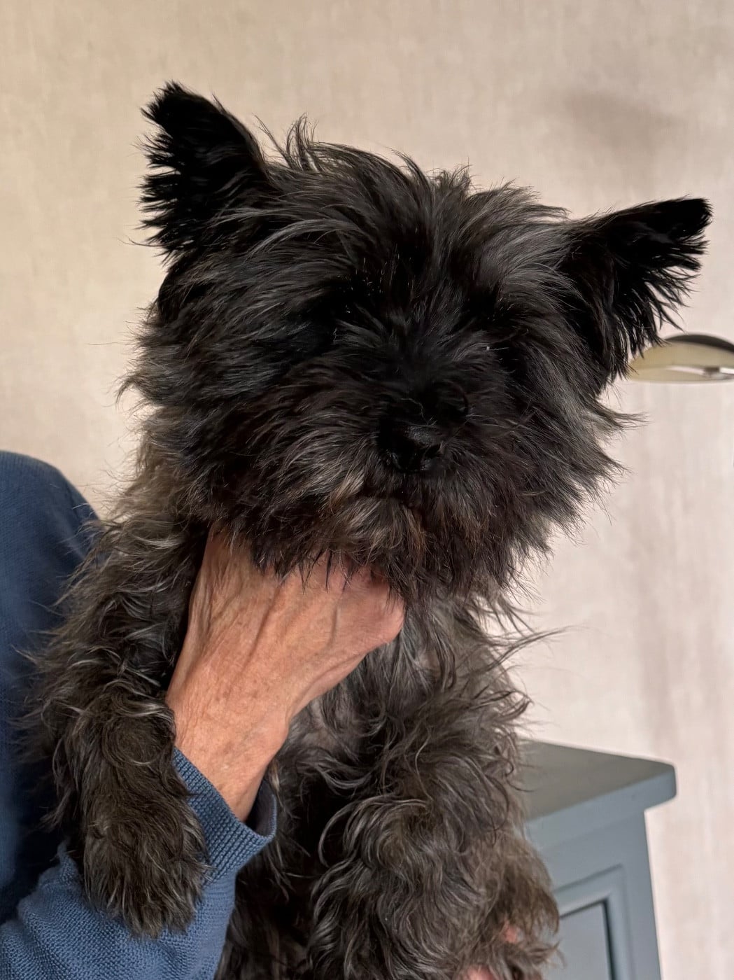 Les Cairn Terrier de l'affixe   du puits a loups