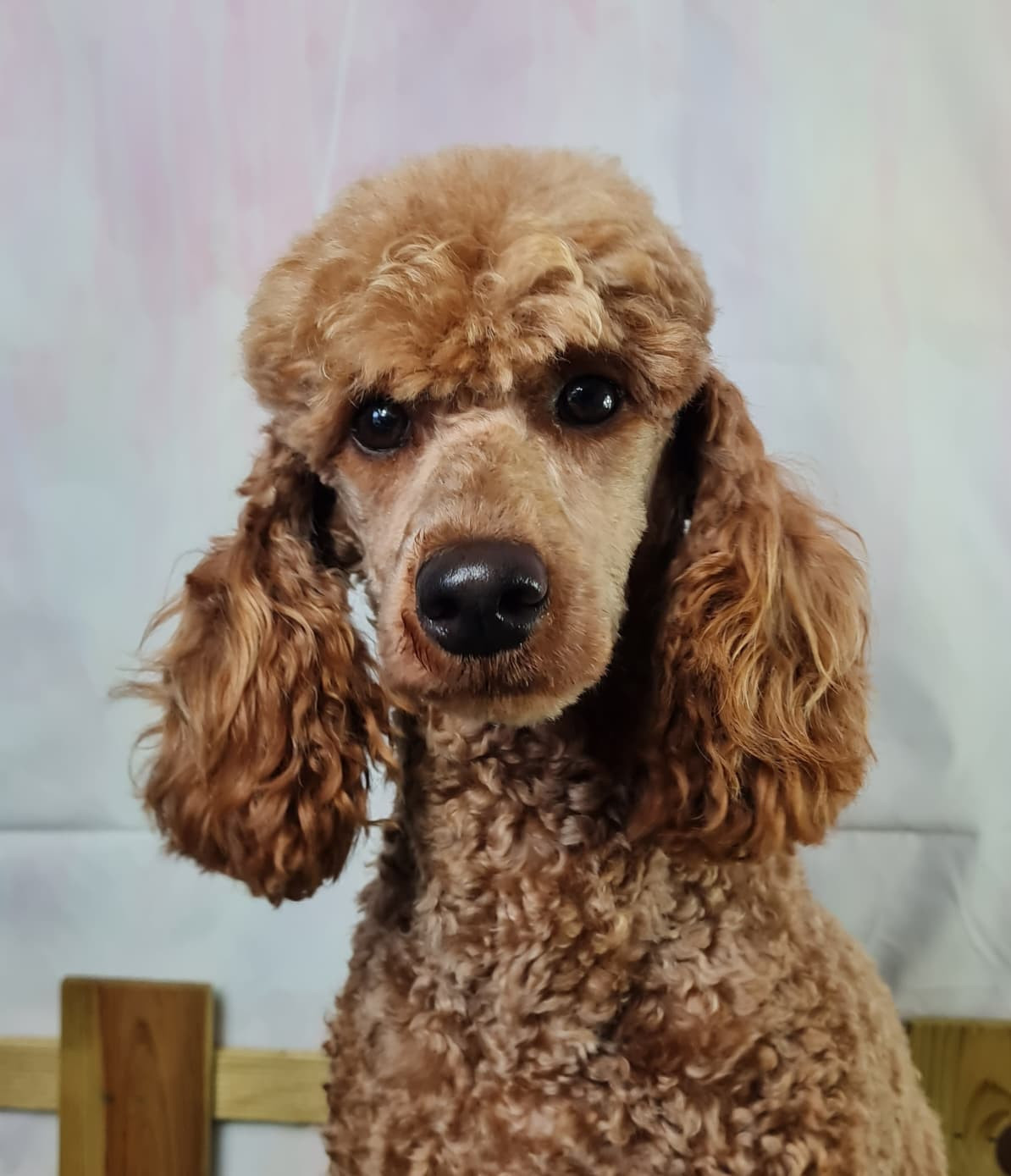 Les Caniche de l'affixe   du mont de la chenaie