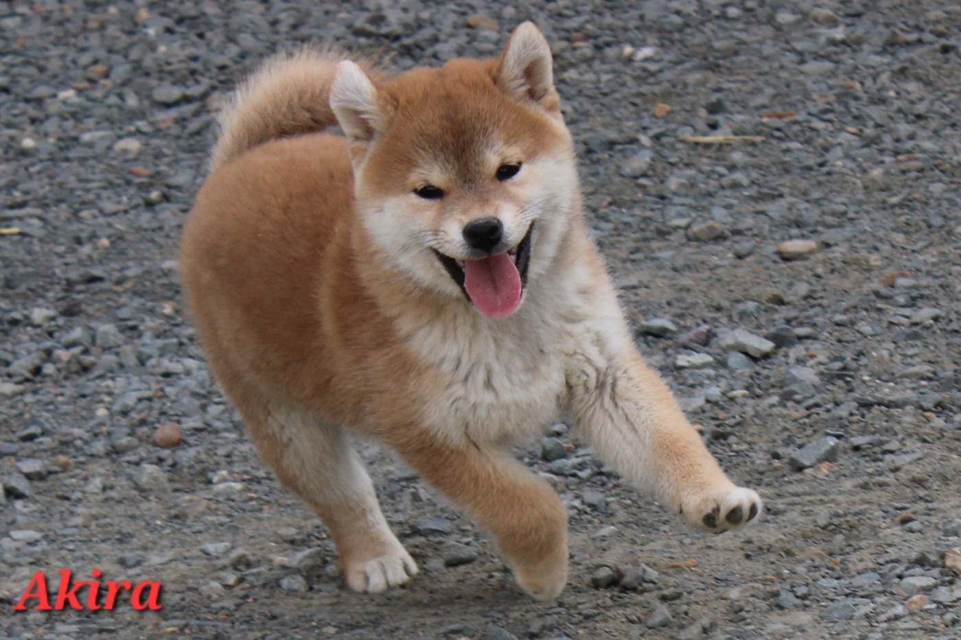 Les Shiba de l'affixe   La Colline D'olga