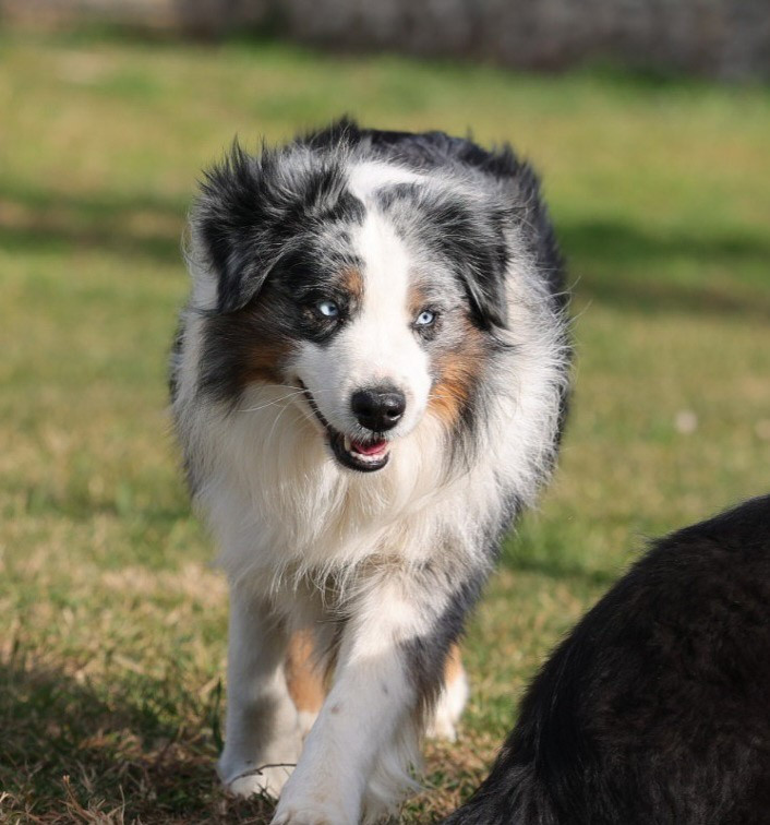 Les Berger Américain Miniature  de l'affixe   des Gardians des Fiolles