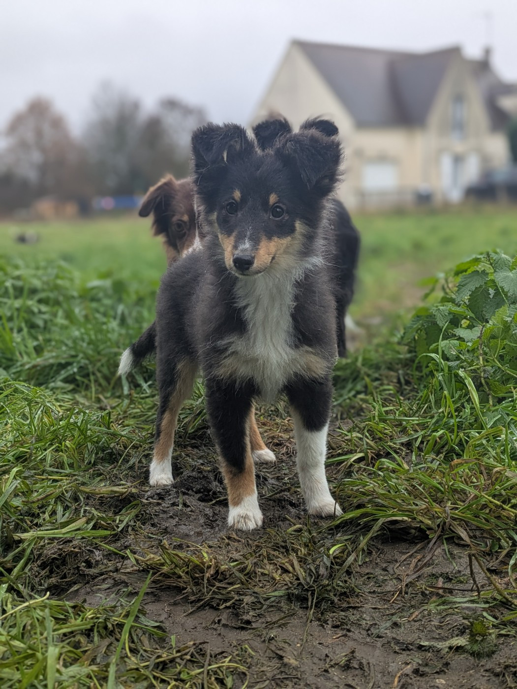 Les Shetland Sheepdog de l'affixe   De L'Austra-Shet