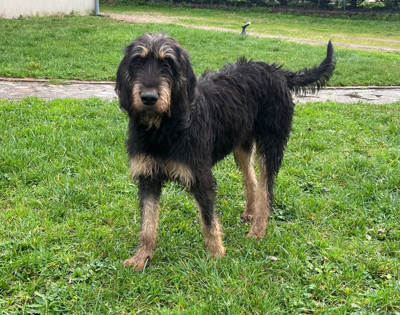 Les Griffon nivernais de l'affixe   De La Dernière Harde De Sologne