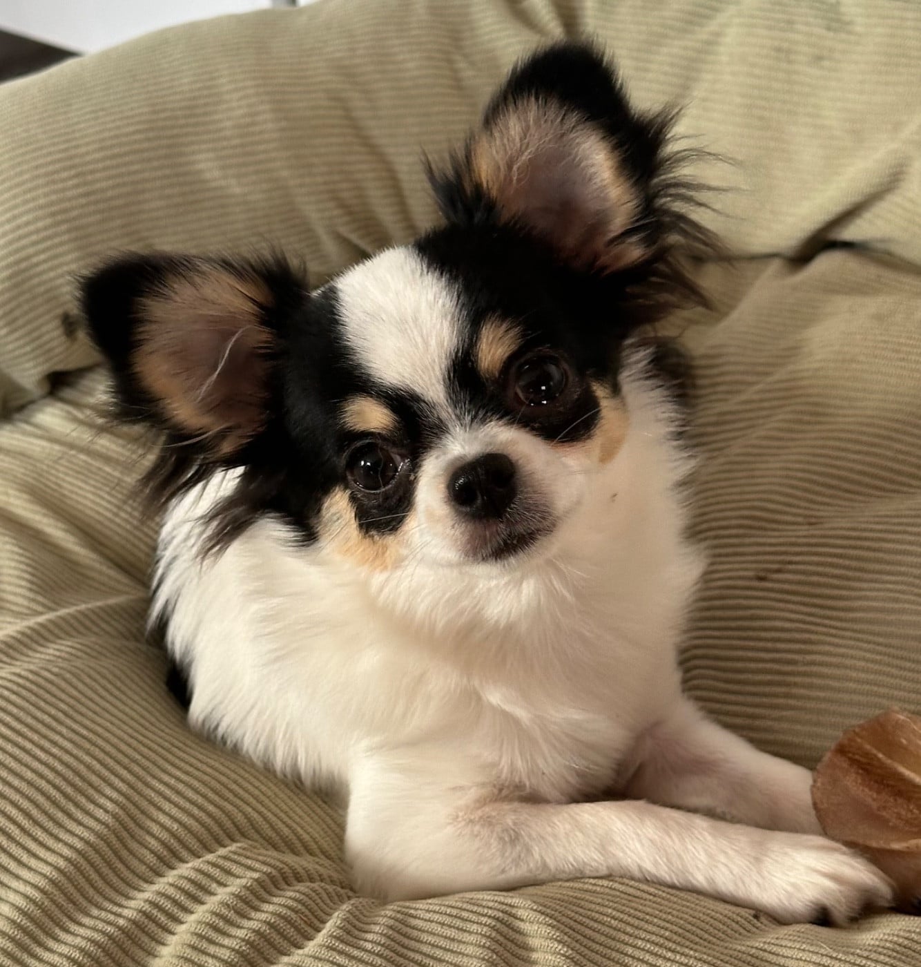 Les Chihuahua de l'affixe   Des Dunes De Keremma