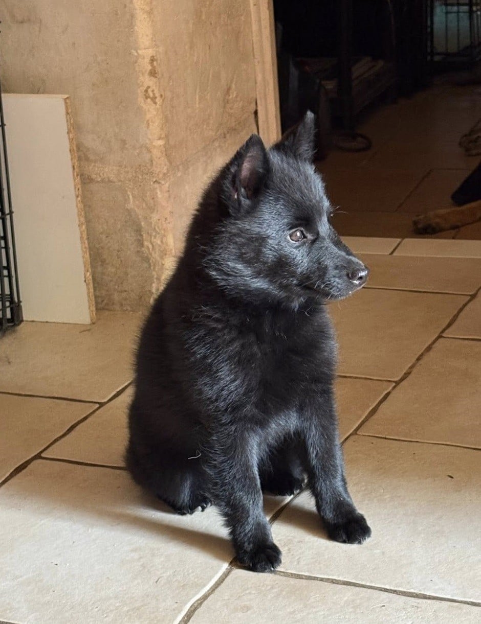 Les Schipperke de l'affixe   maski du van lappeenranta