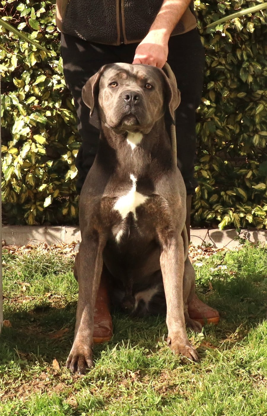 Les Cane Corso de l'affixe   Du Domaine Des Vents Landais