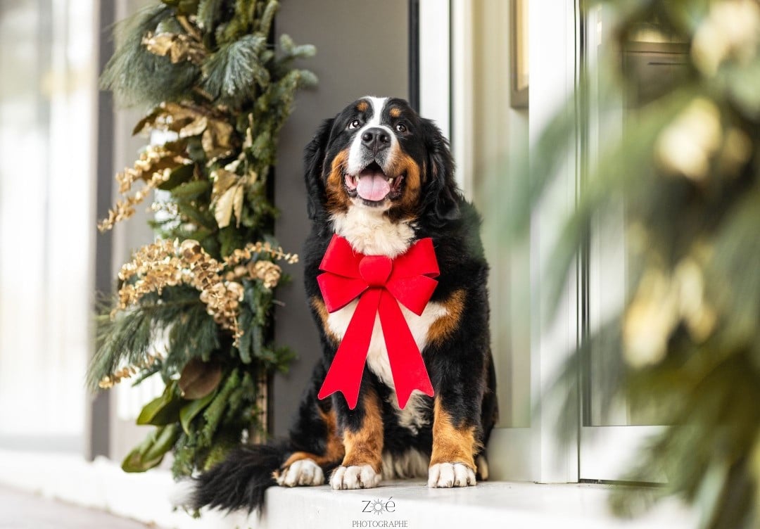 Les Bouvier Bernois de l'affixe   De La Terre Des Fées