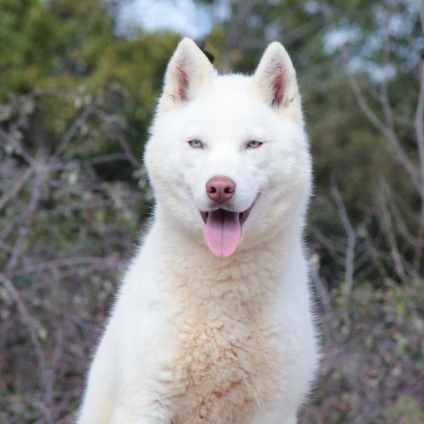 Les Siberian Husky de l'affixe   Of Masadora