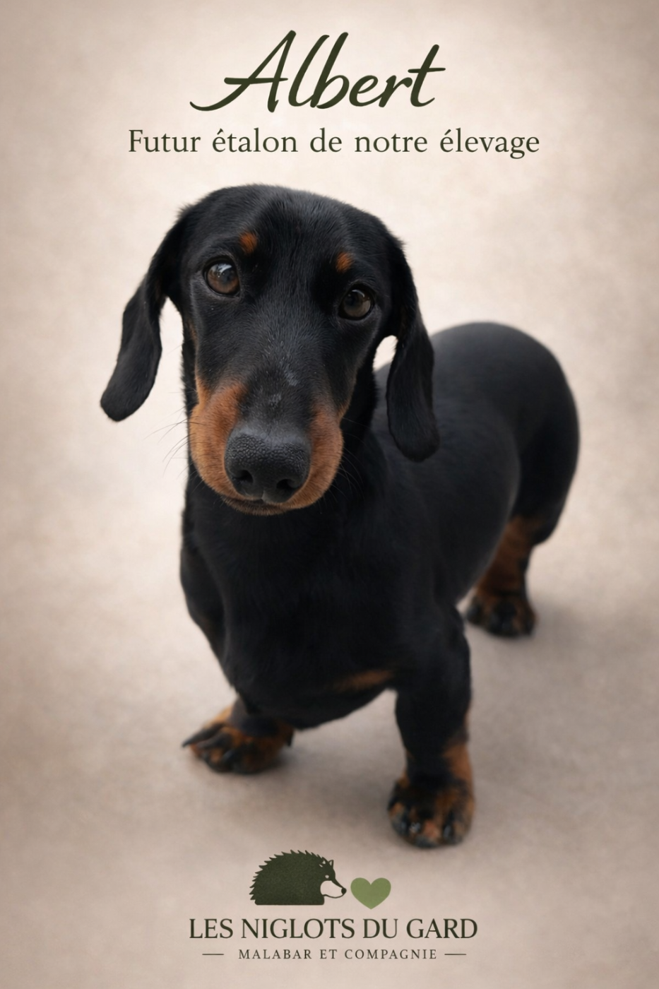 Les Teckel poil ras de l'affixe   Des Niglots Du Gard