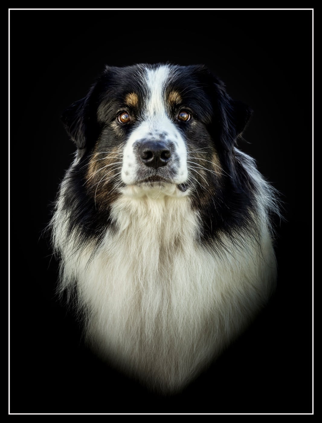 Les Berger Australien de l'affixe   Kyubi Sheperds