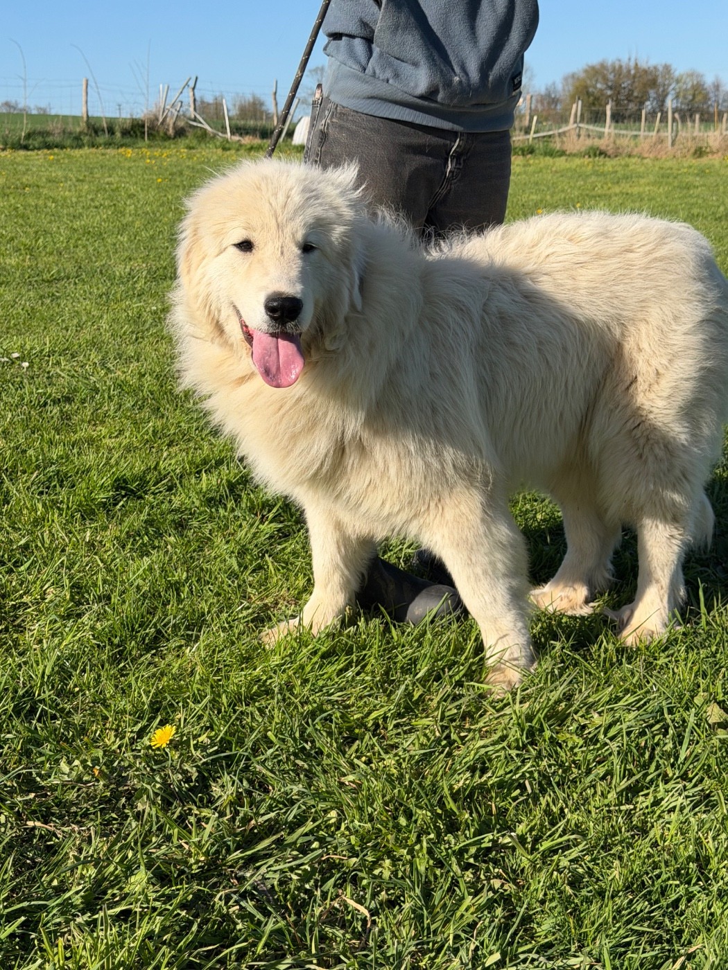 Les Chien de Montagne des Pyrenees de l'affixe   Du Hameau Des Nours