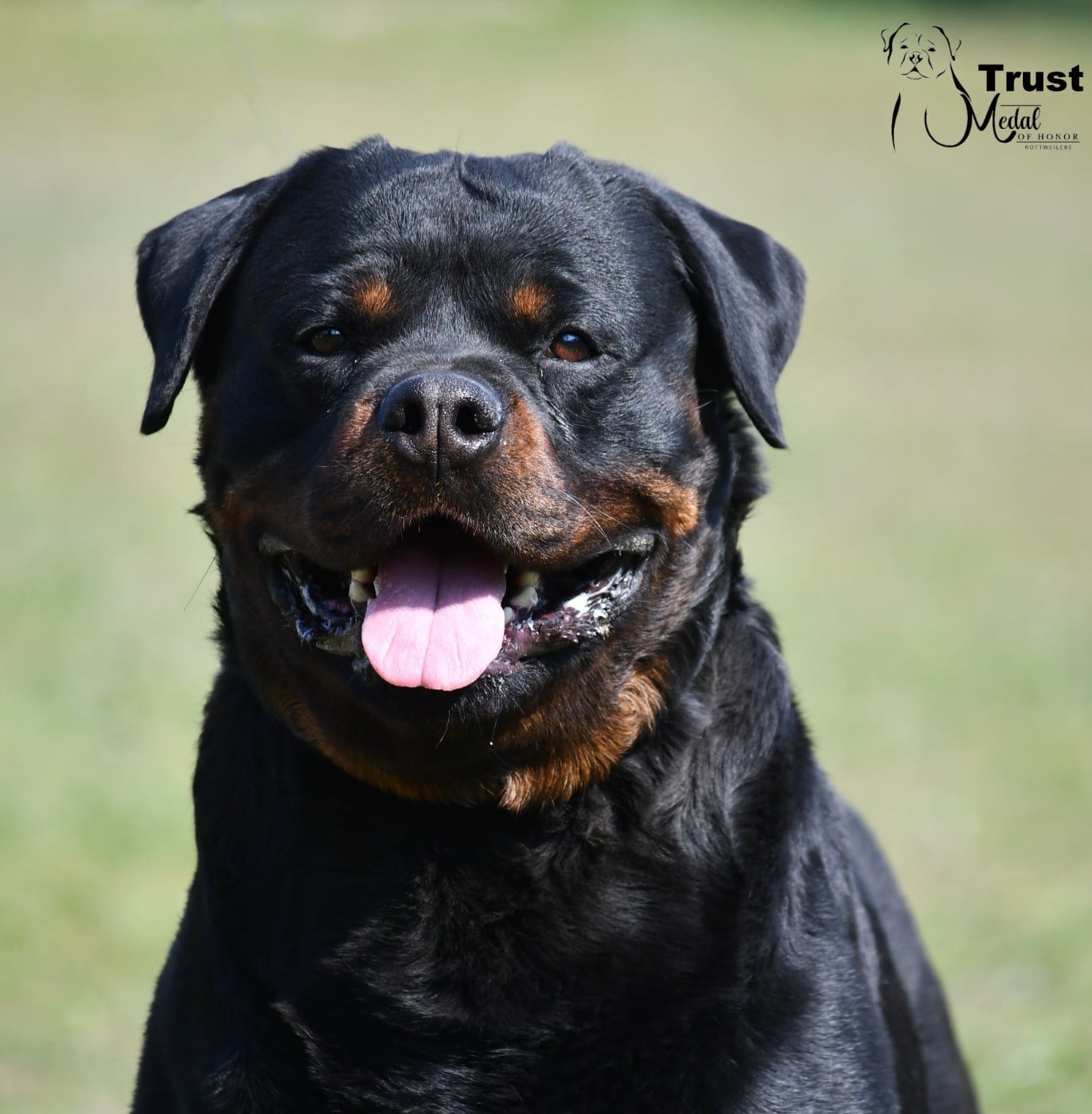 Les Rottweiler de l'affixe   Medal of Honor