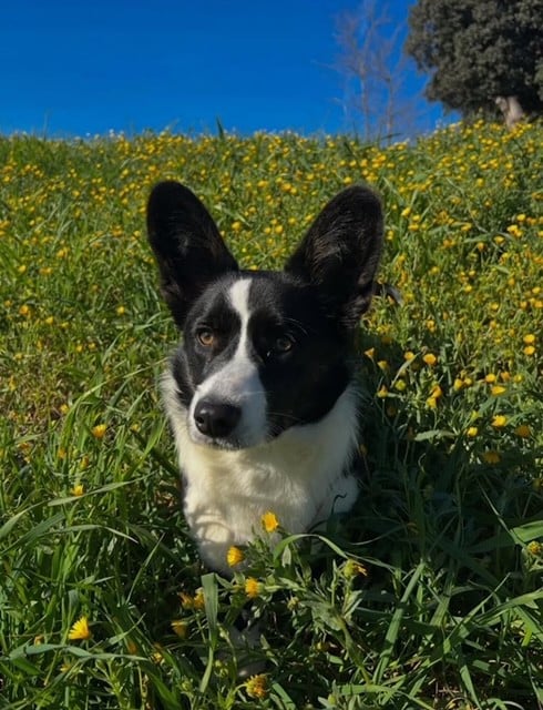Les Welsh Corgi Cardigan de l'affixe   de la Victoire d'Urtie