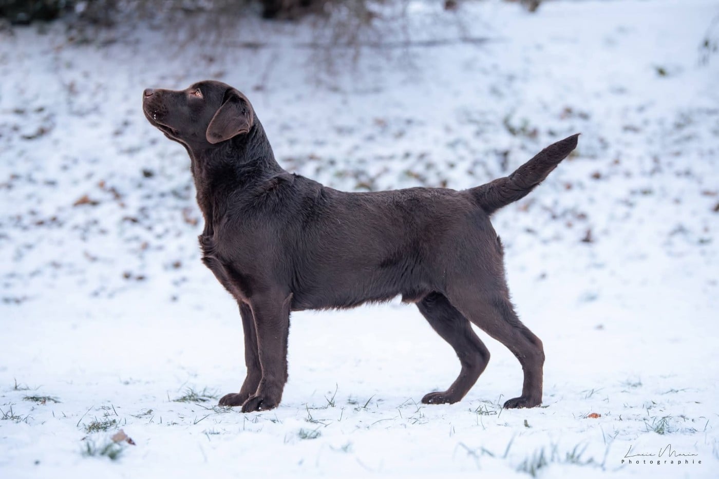 Les Labrador Retriever de l'affixe   Hunting Friend