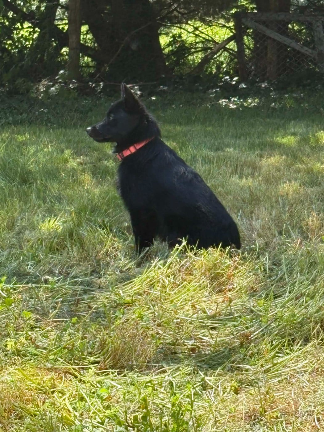 Les Schipperke de l'affixe   maski du van lappeenranta