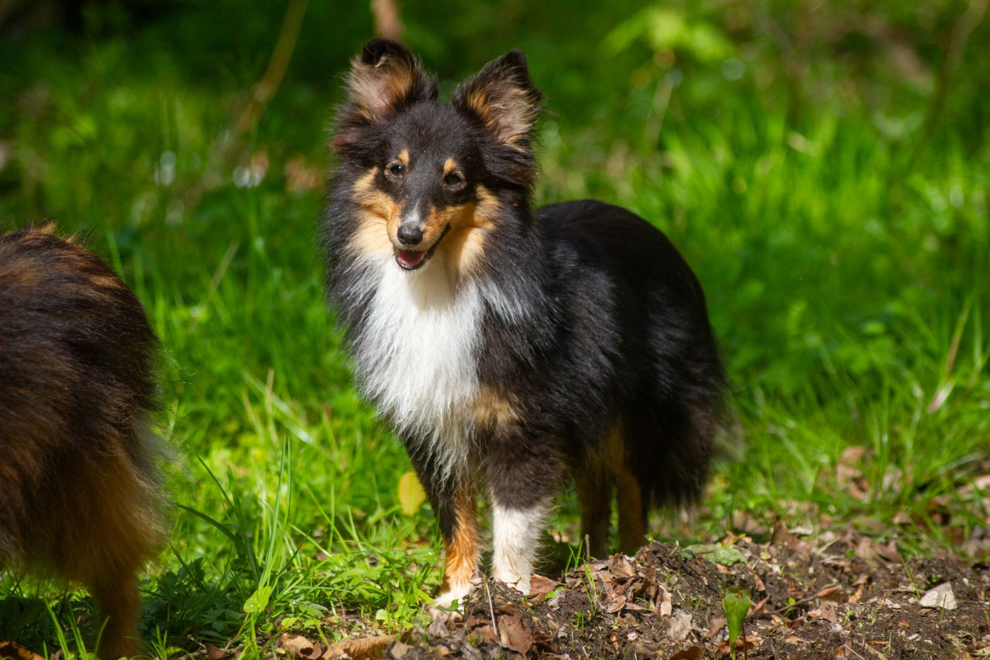 Les Shetland Sheepdog de l'affixe   De L'Austra-Shet