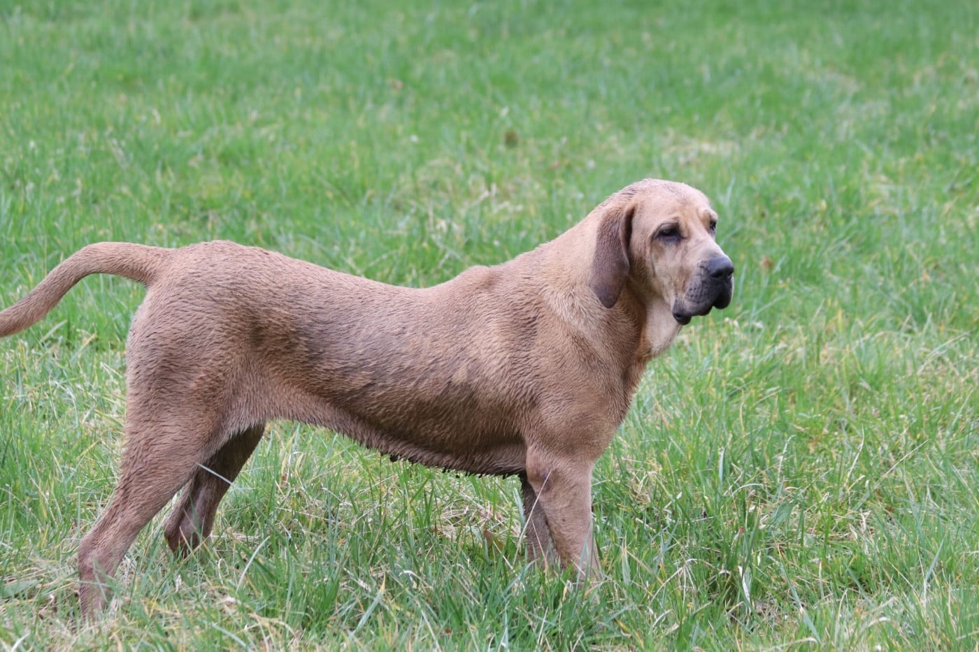 Les Fila Brasileiro de l'affixe   Old Legendary Blood