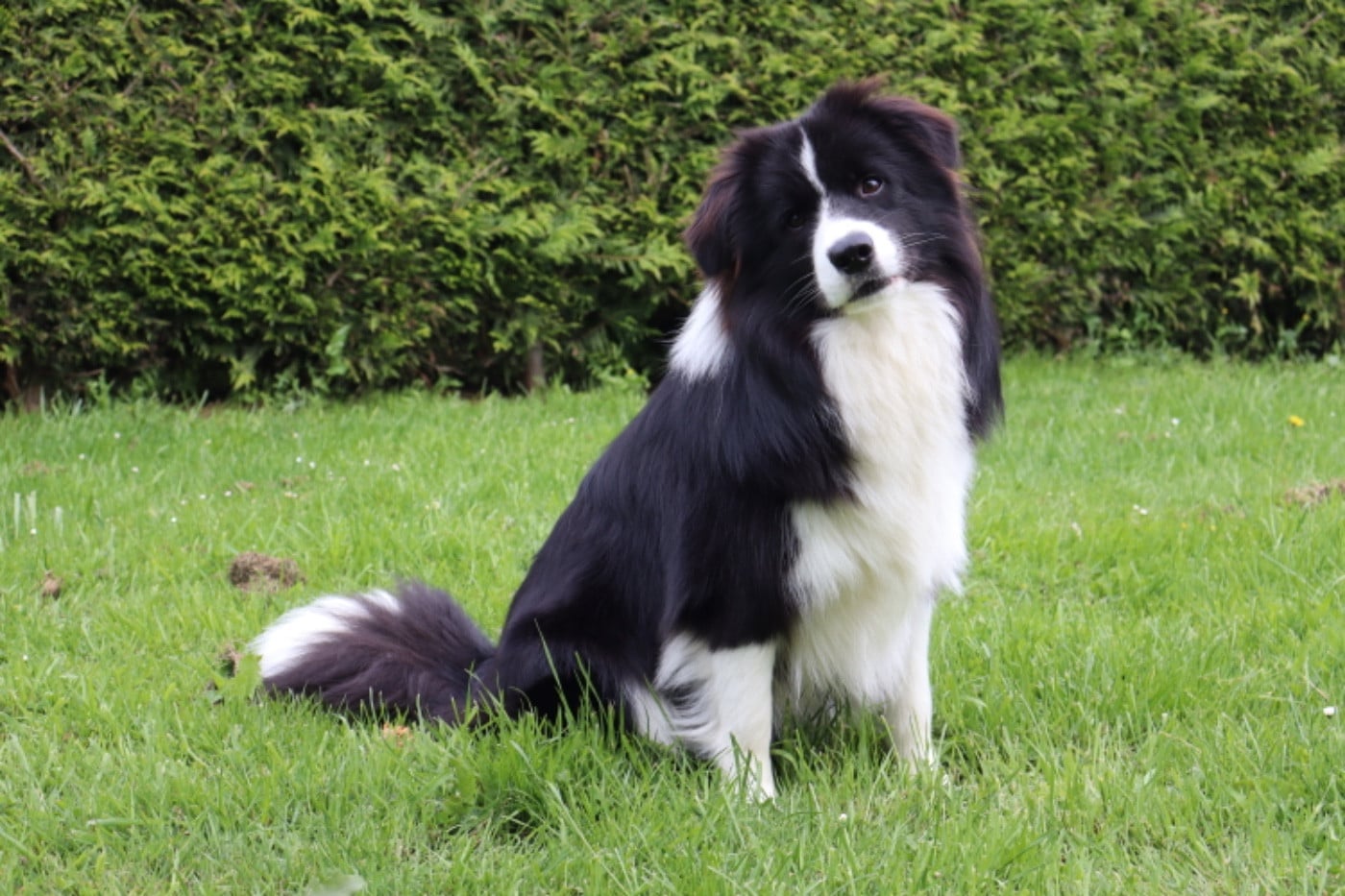 Les Border Collie de l'affixe   Du Domaine de Singhara