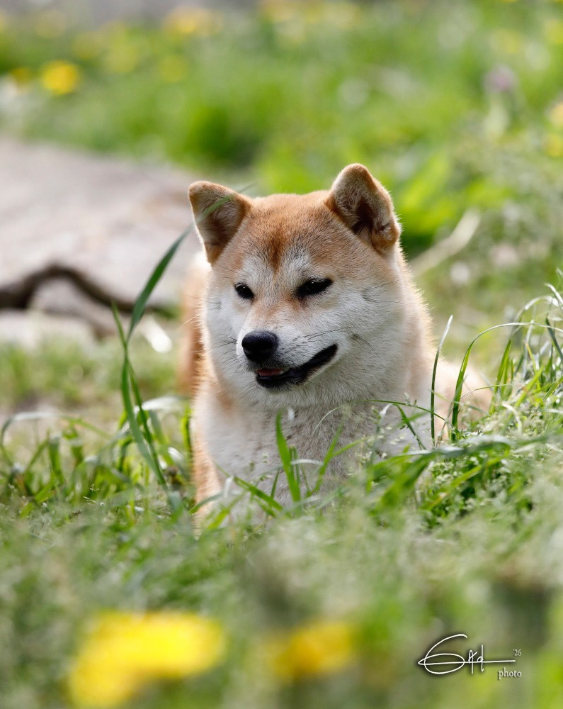 Les Shiba de l'affixe   La Colline D'olga